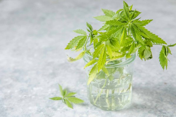 Les 5 meilleures adresses pour acheter des produits naturels en ligne : notre sélection de premier choix !